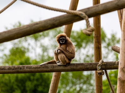 Withandgibbon - De Zonnegloed - Dierenpark - Dieren opvangcentrum - Sanctuary